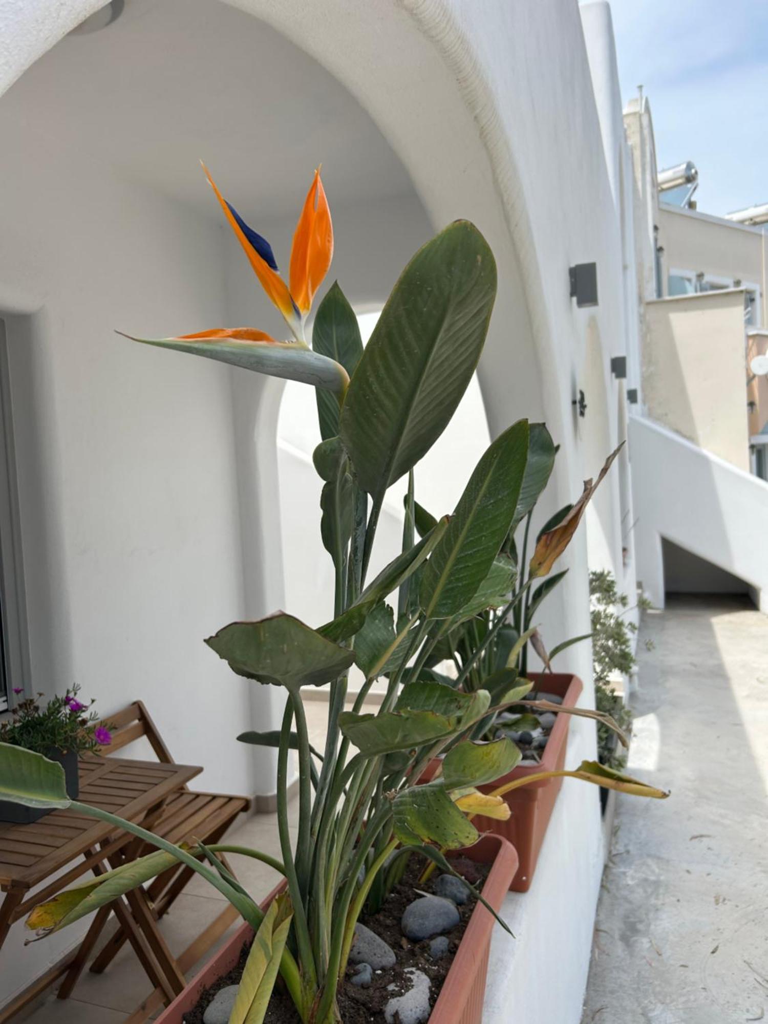 To Spitaki Sas, In Santorini! Apartamento Mesaria Exterior foto